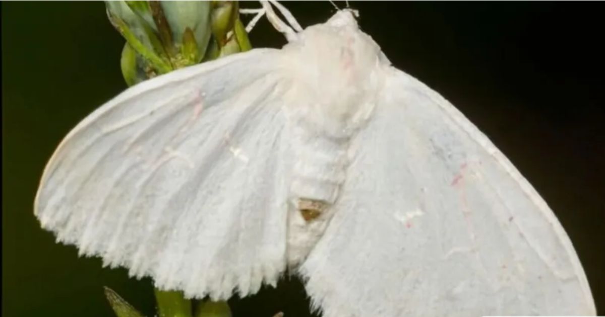 10 Spiritual Meaning of a White Moth (You Must Have To Know) 