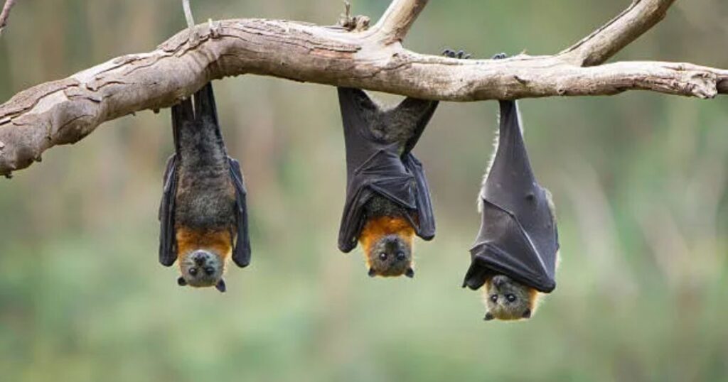  Bats Fly Around You Spiritual Meaning