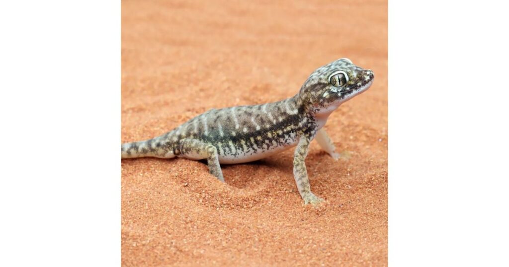 gecko lizard