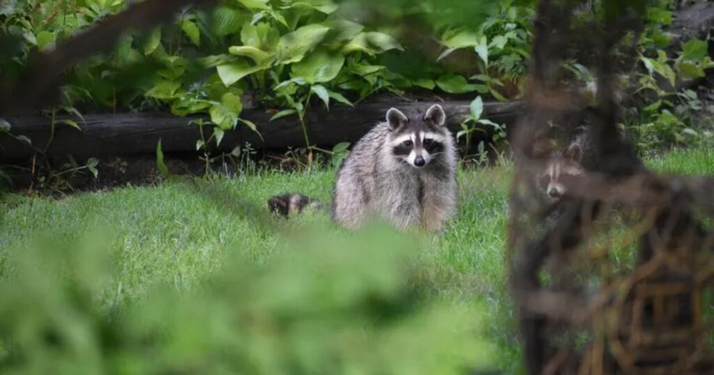 Is It Bad Luck to Run Over a Raccoon