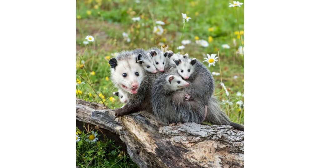 Overview of Possum Symbolism in Spiritual Beliefs