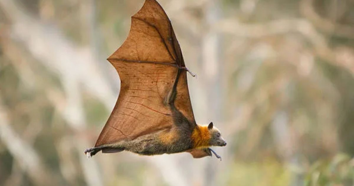 spiritual meaning of a bat