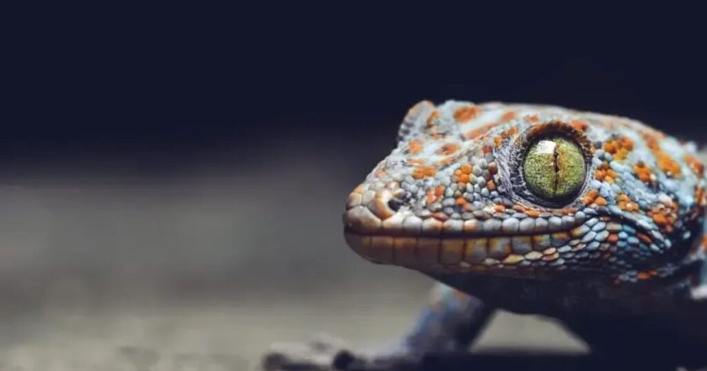 Spiritual Meaning of a Gecko Lizard