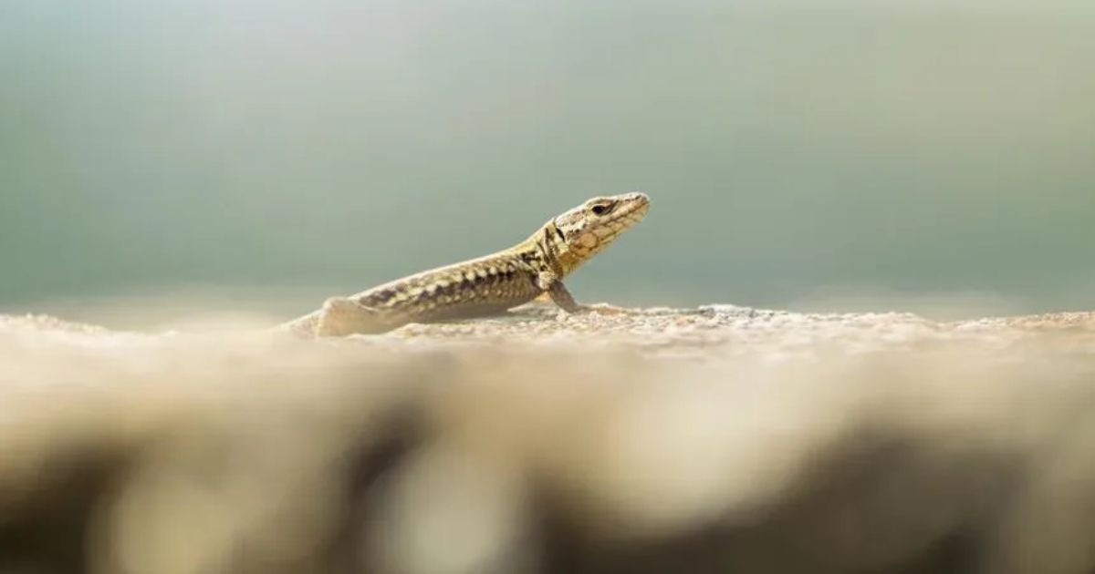 Spiritual Meaning of a Gecko