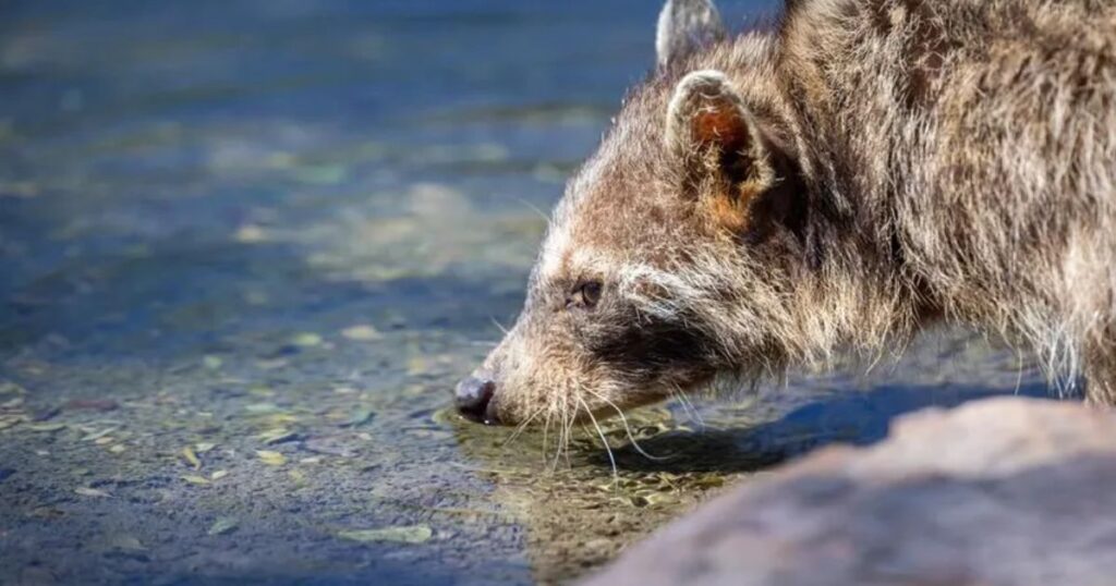 Spiritual Meaning of a Raccoon in Your Path