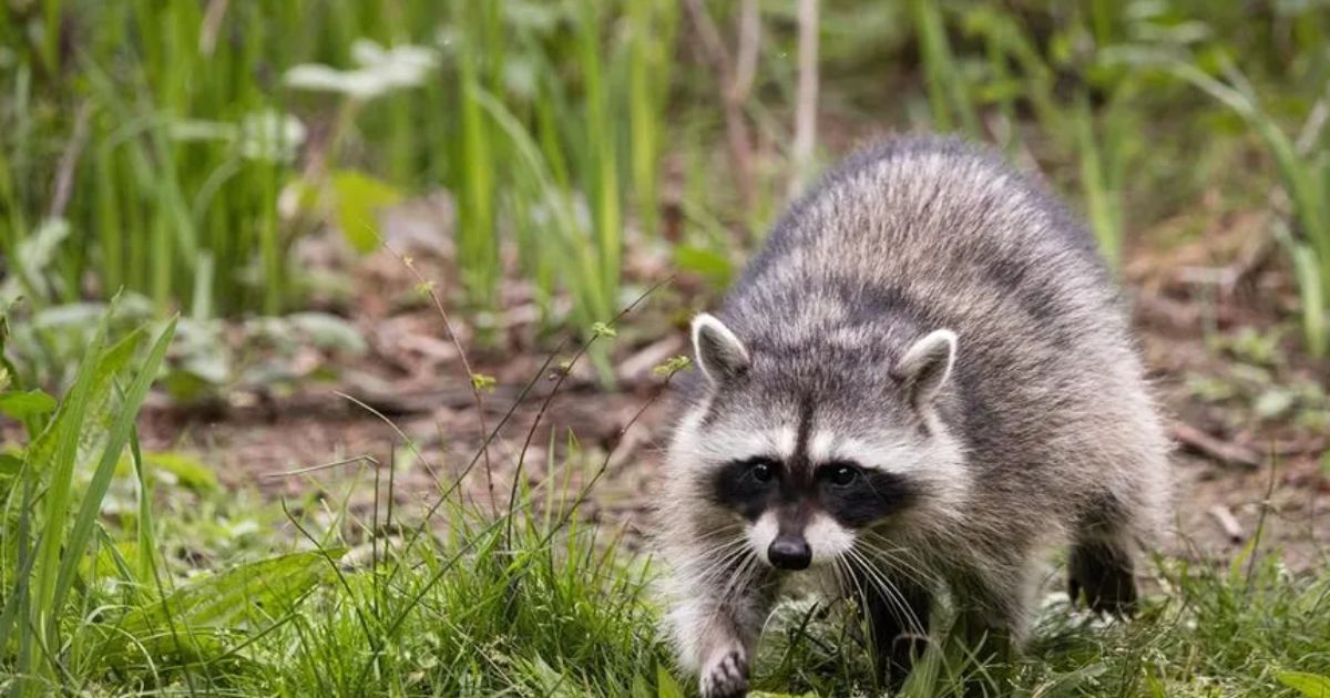 spiritual meaning of a raccoon