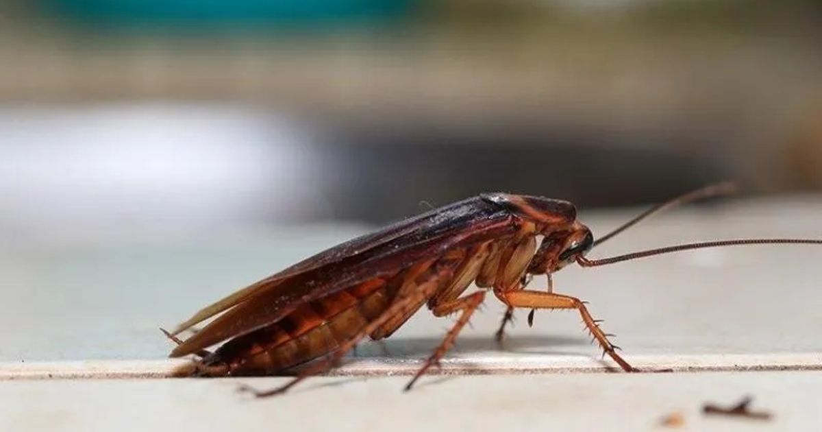 Spiritual Meaning of Cockroaches