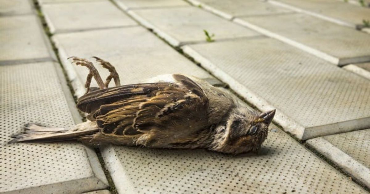 Spiritual Meaning of Dead Bird on Doorstep