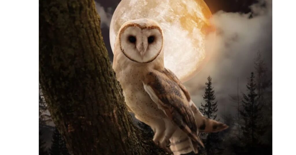 Spiritual Meaning of Owl Hooting at Night
