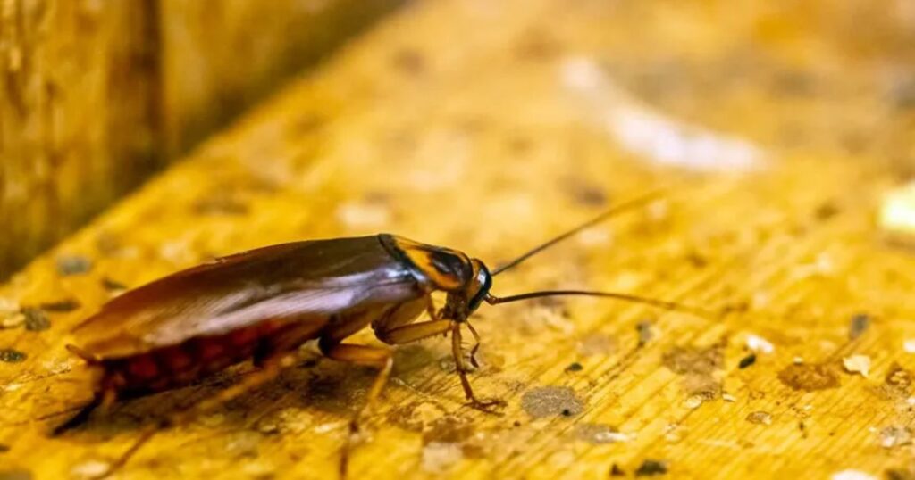 What is the Spiritual Meaning of Cockroaches