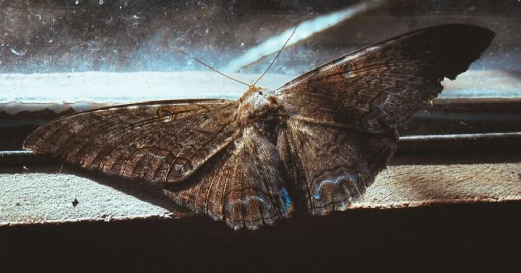 Spiritual Meaning of Black and White Moth