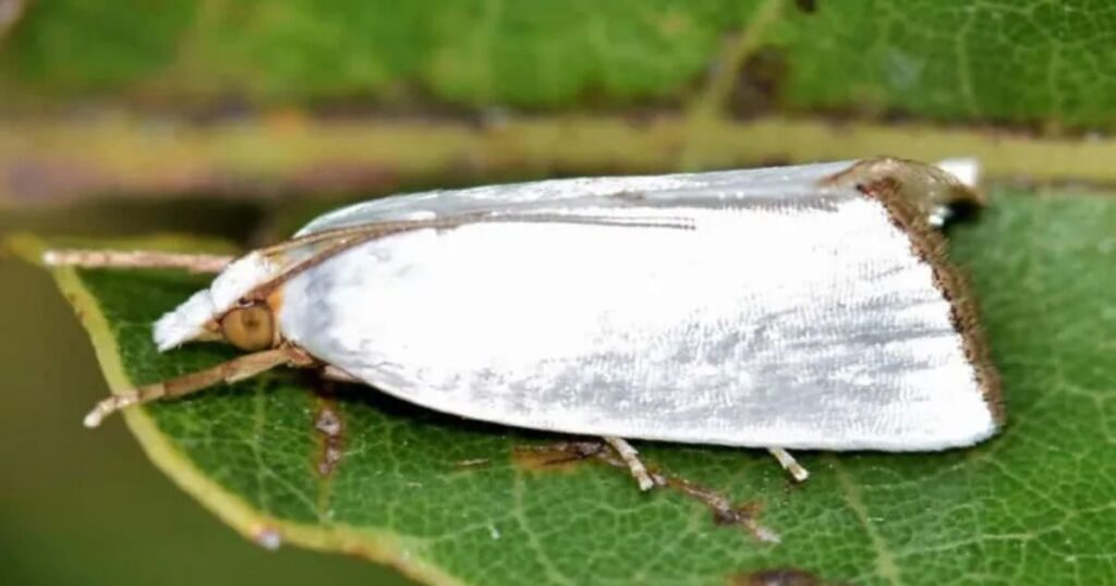 White Moth Transformation