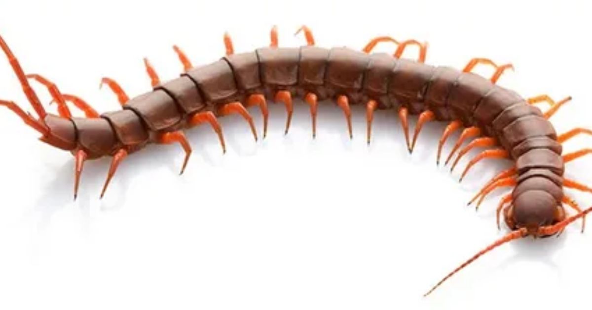 Centipede Meaning Spiritual