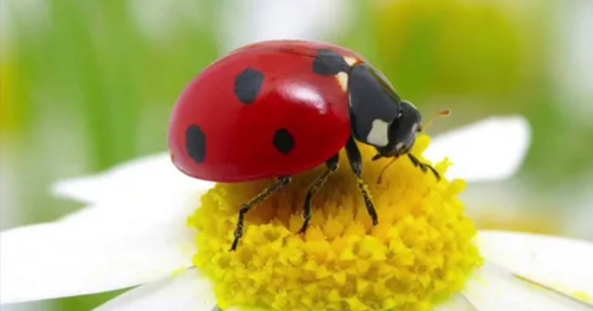 Ladybug Spiritual Meaning