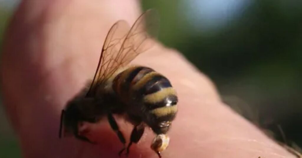 Spiritual Meaning of a Bee Sting