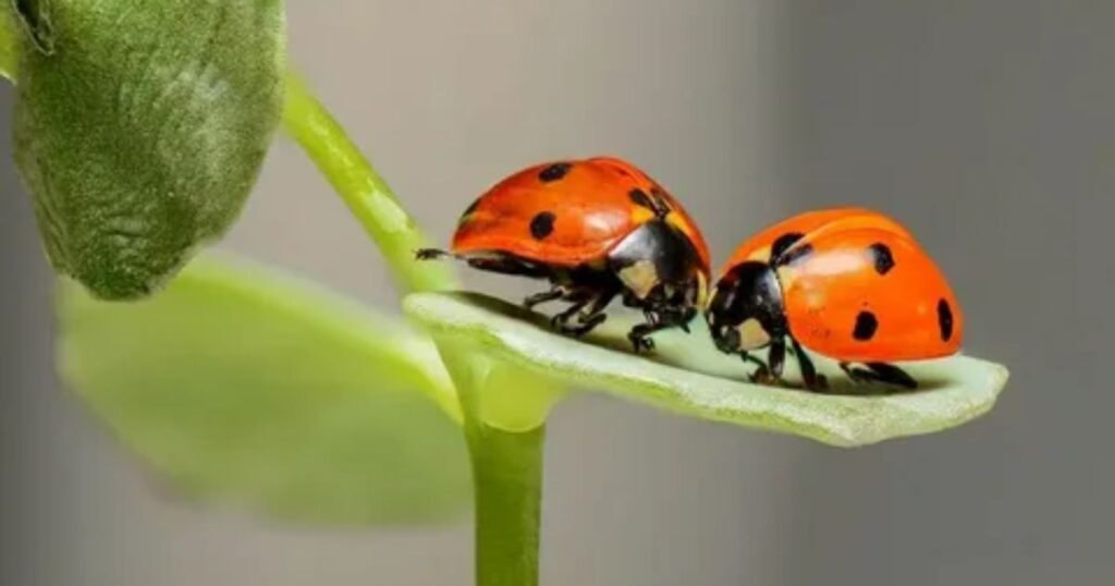 Meaning of Ladybug Colors