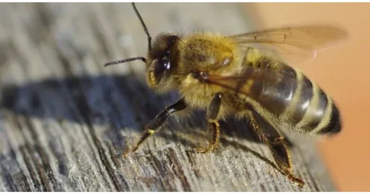 Spiritual Meaning of a Bee Sting