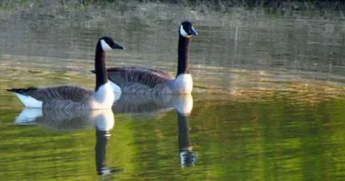 Spiritual Meaning of Geese