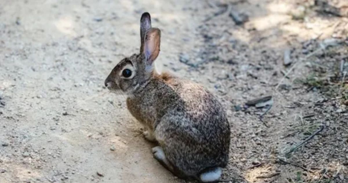 spiritual meaning of rabbit