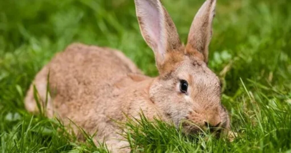 Spiritual Messages from a Rabbit Encounter