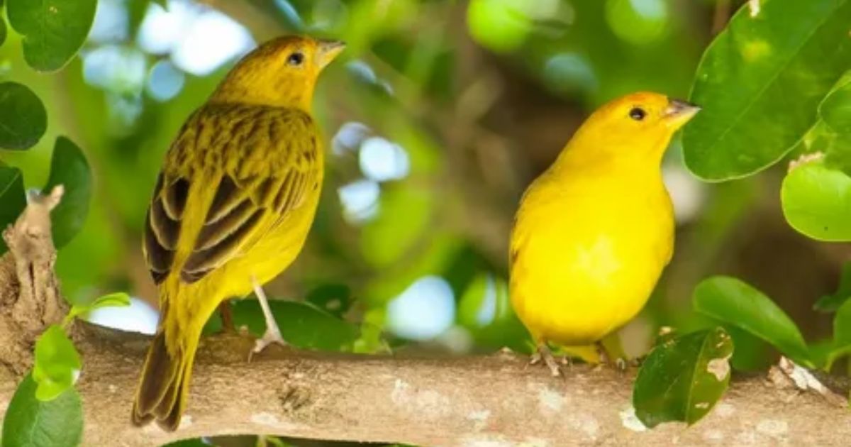 Spiritual Meaning of Yellow Birds