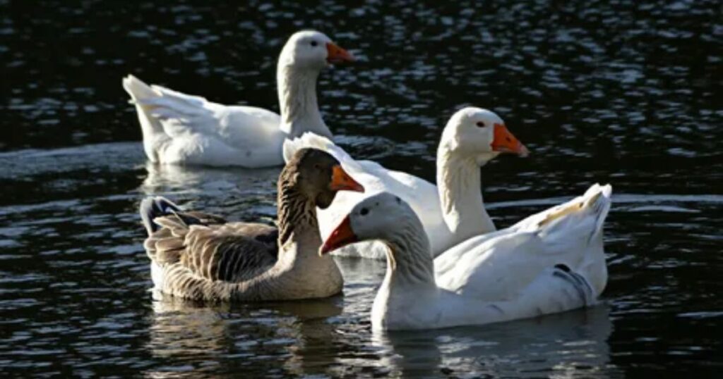 Understanding the Spiritual Meaning of Geese